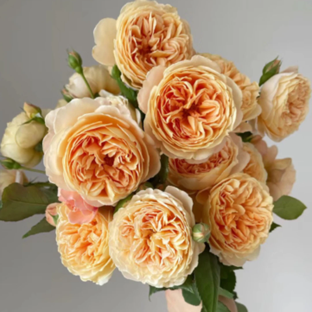 《顺丰包邮》玛格丽特王妃藤本月季花苗庭院盆栽四季开花爬藤植物