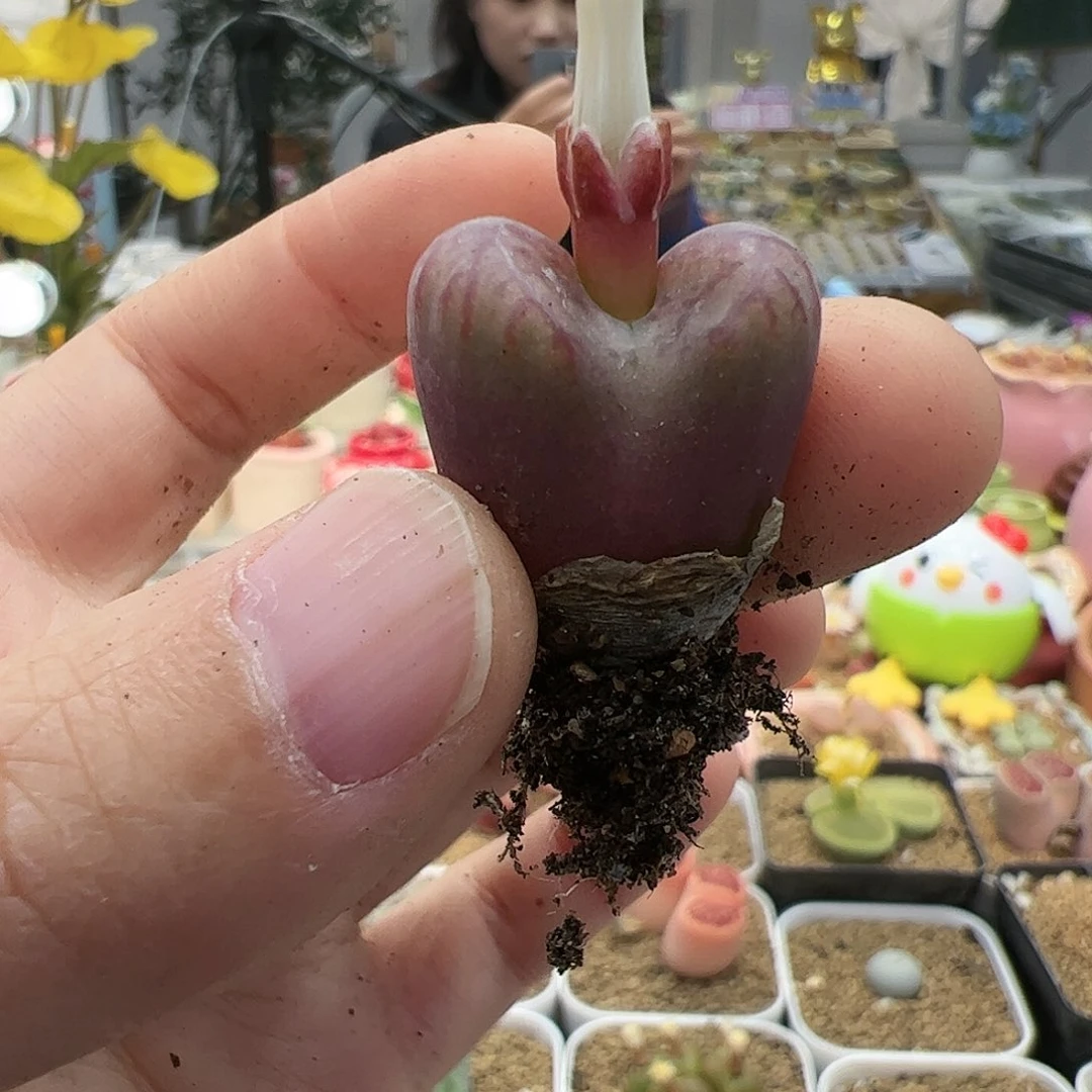 【闪购商品】118 开播福利