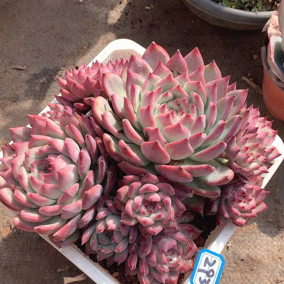 293红拉糖一物一拍多肉