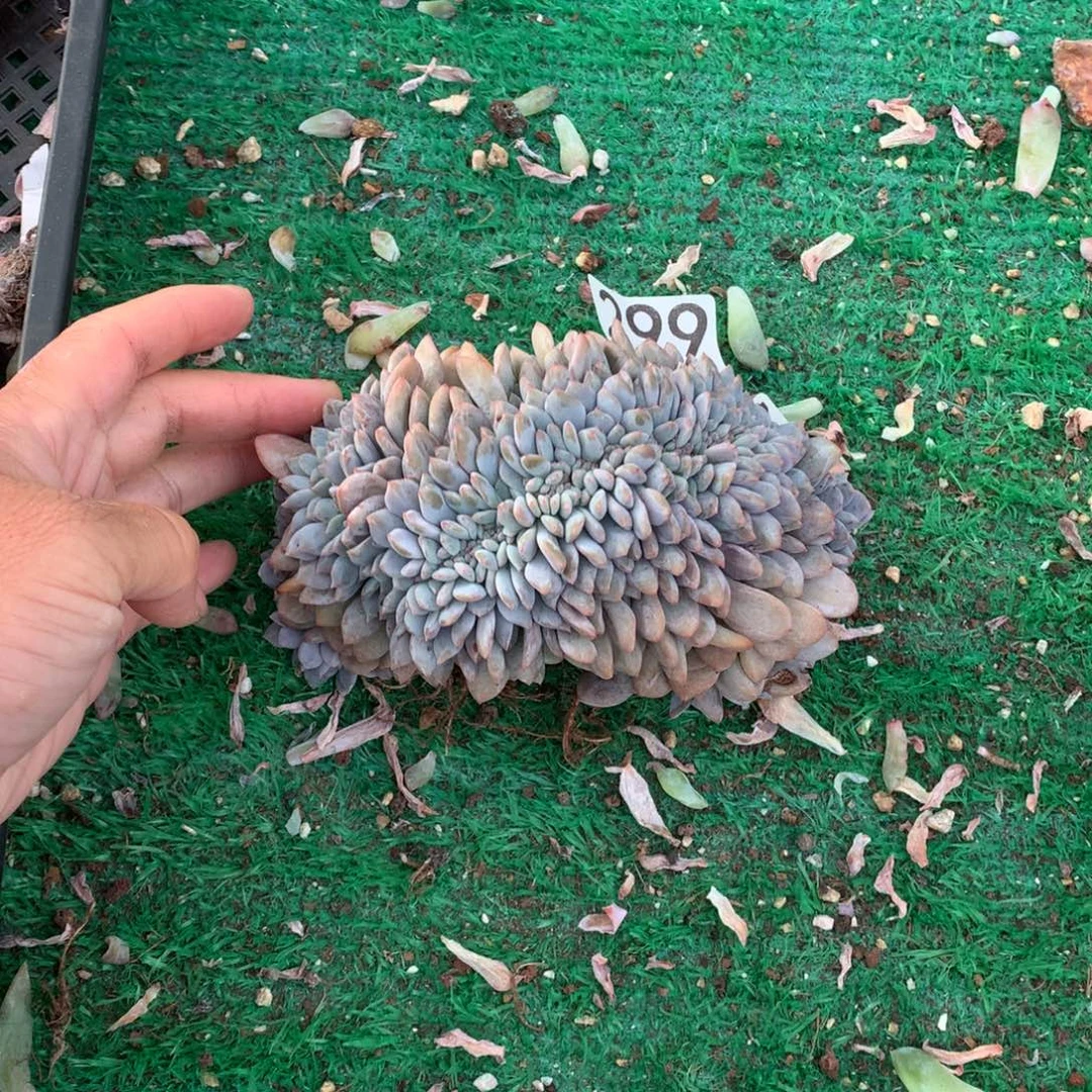 299橙子缀化多肉植物