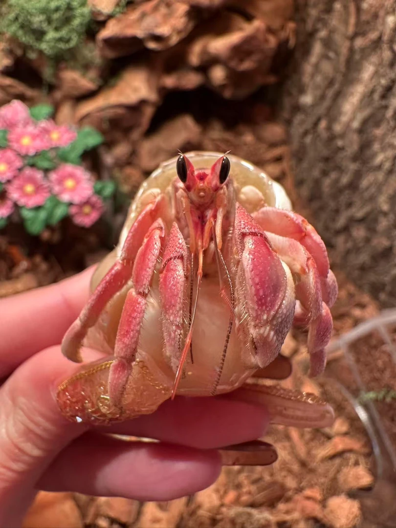 粉灰陆居寄居蟹专拍新手好养桌面网红迷你宠物小豆丁活体