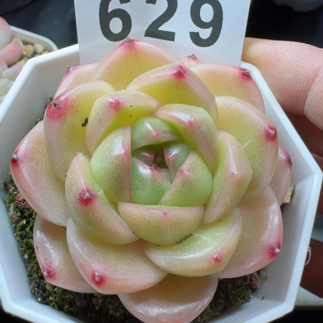 m100            精美多肉植物
