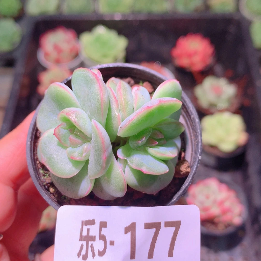 乐然5-177 新品双头