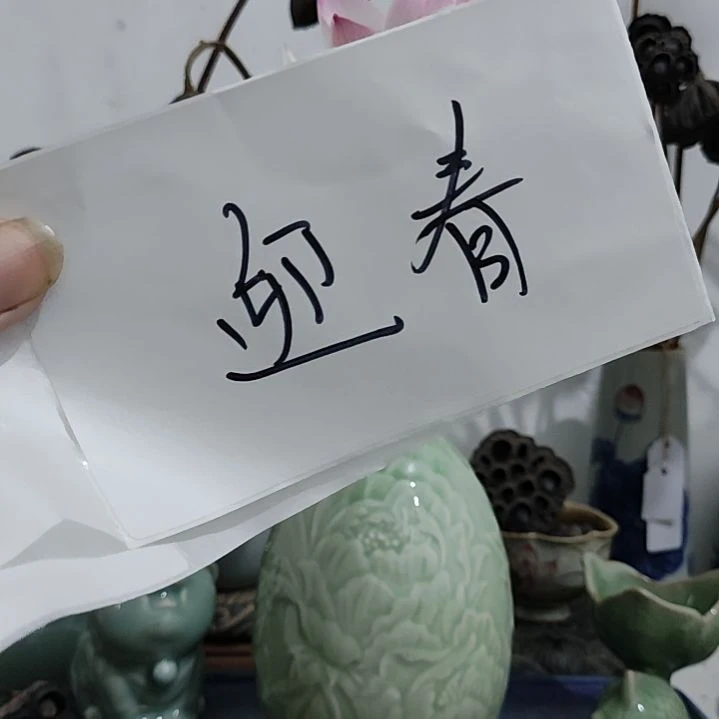 当前无花栽培后可以开花☆开播福利:迎春1支