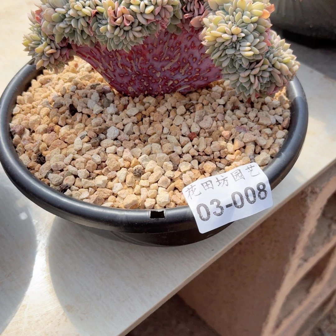 03.008韩版海棠缀化