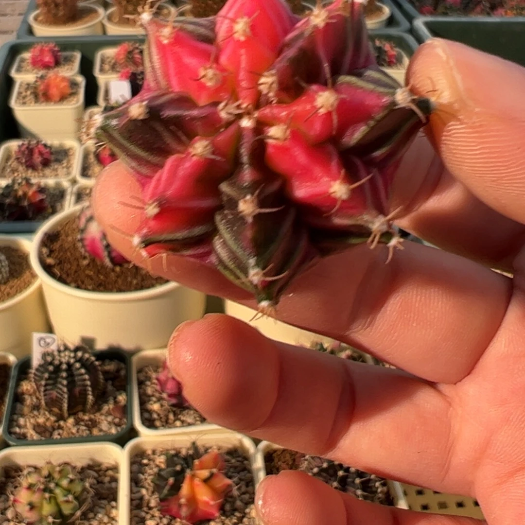 584 好看的米哈冲冲冲