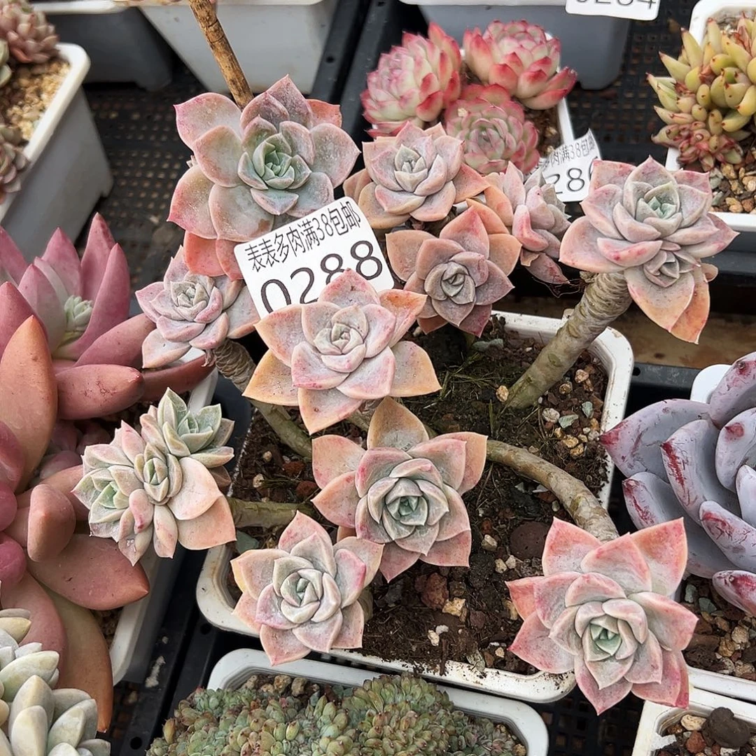 多肉一物一拍植物0288