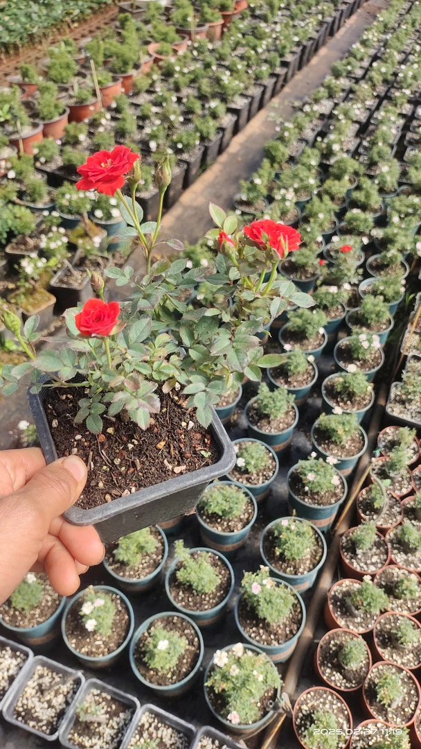 蔷薇小提根，月季，一物一拍