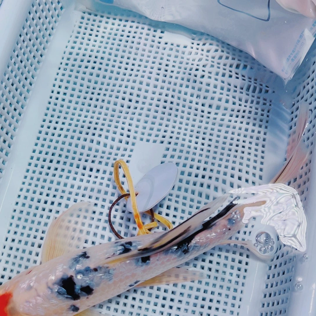 海水鱼锦鲤观赏鱼119