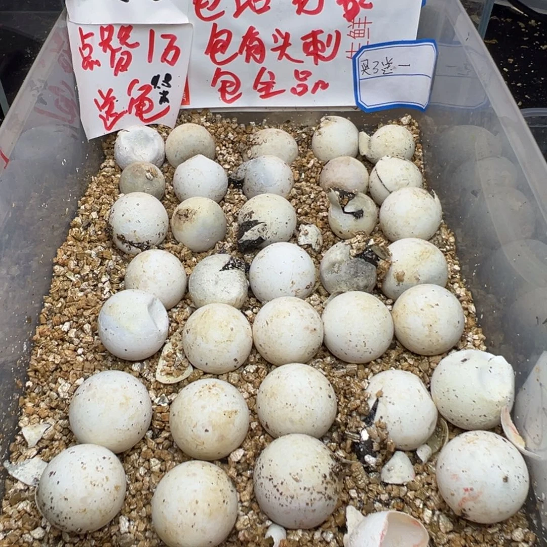 母小鳄龟特*谱不退不换