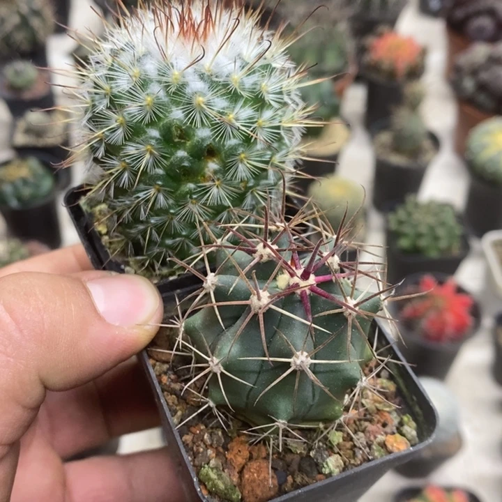 丰明丸带疤神仙玉2颗特价