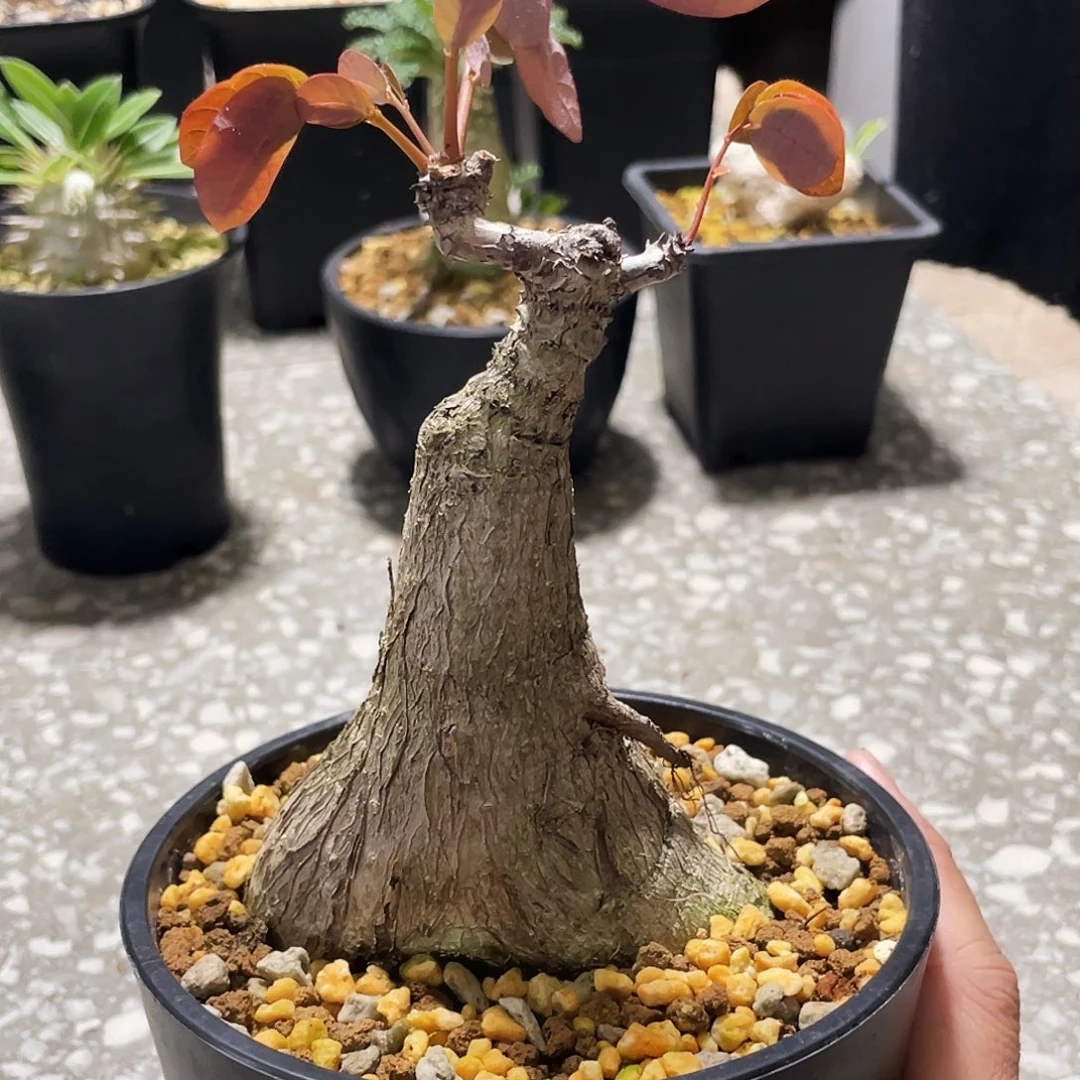 小叶奇异油柑66666666666666