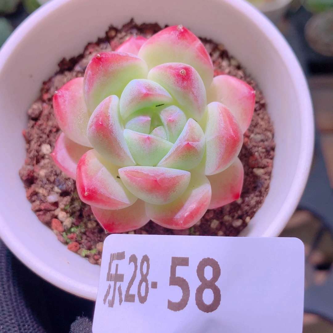 乐然28-58 新品单头