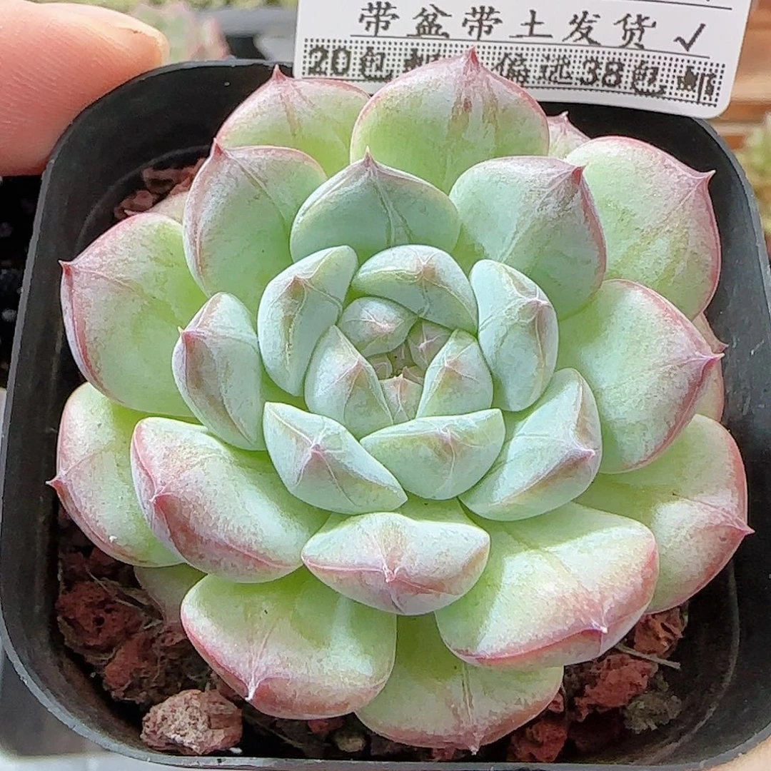 多肉0913-86暗纹系
