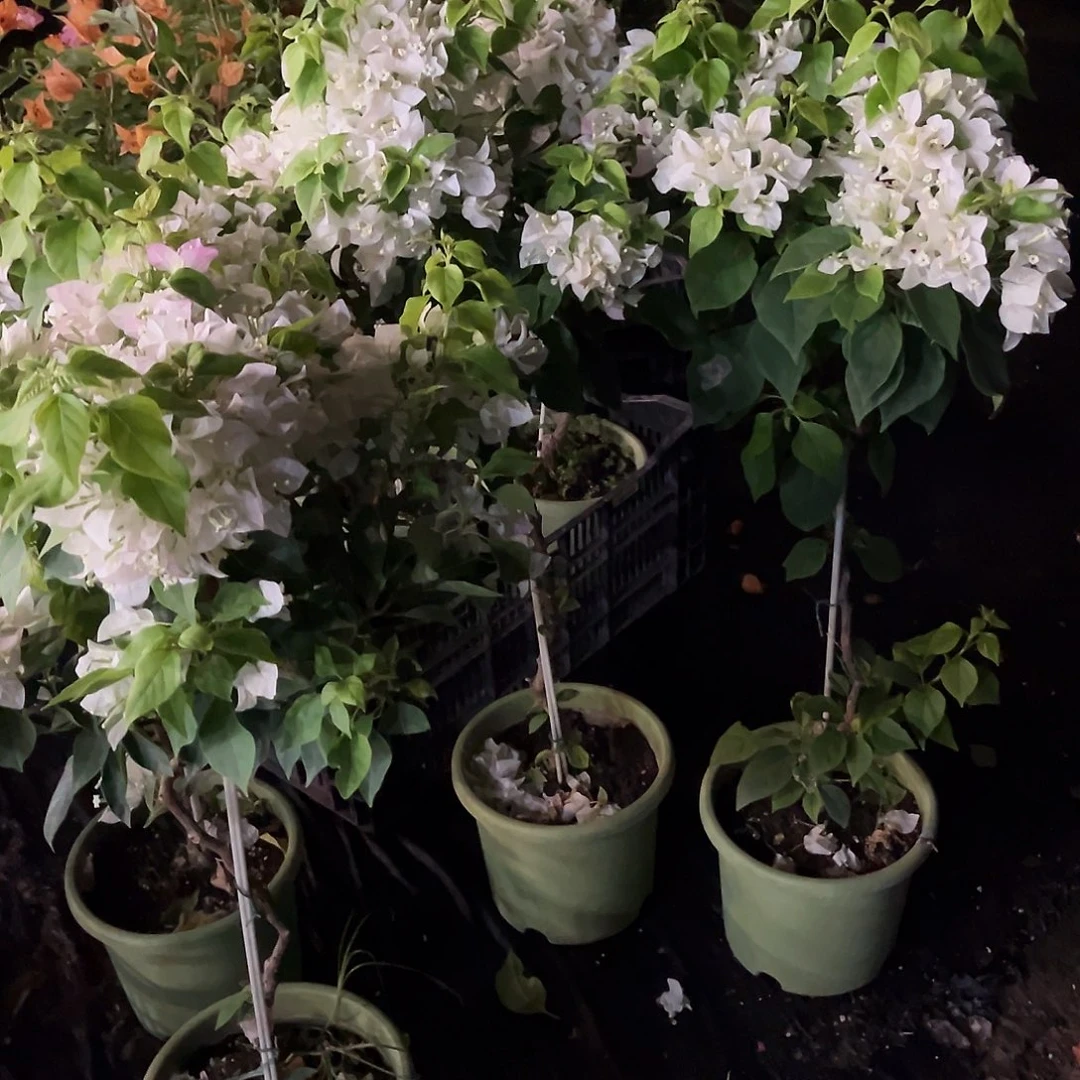 大部分开放少量花苞白狐狸棒棒糖一颗