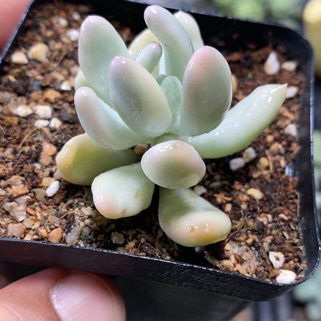 三日月美人锦小方花圃一物一拍