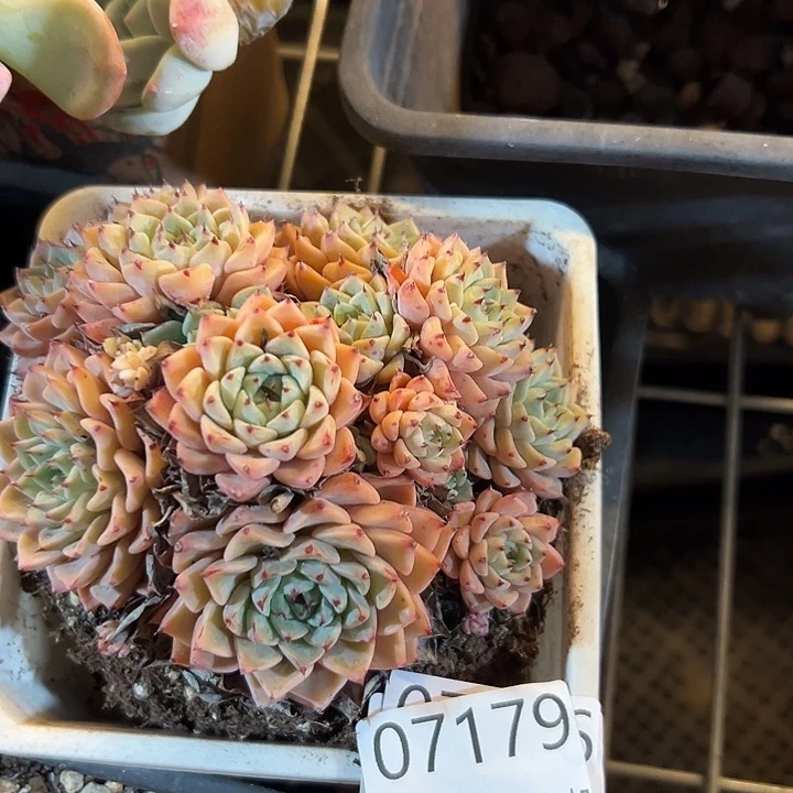 幸运的是我还在努力地生活的
