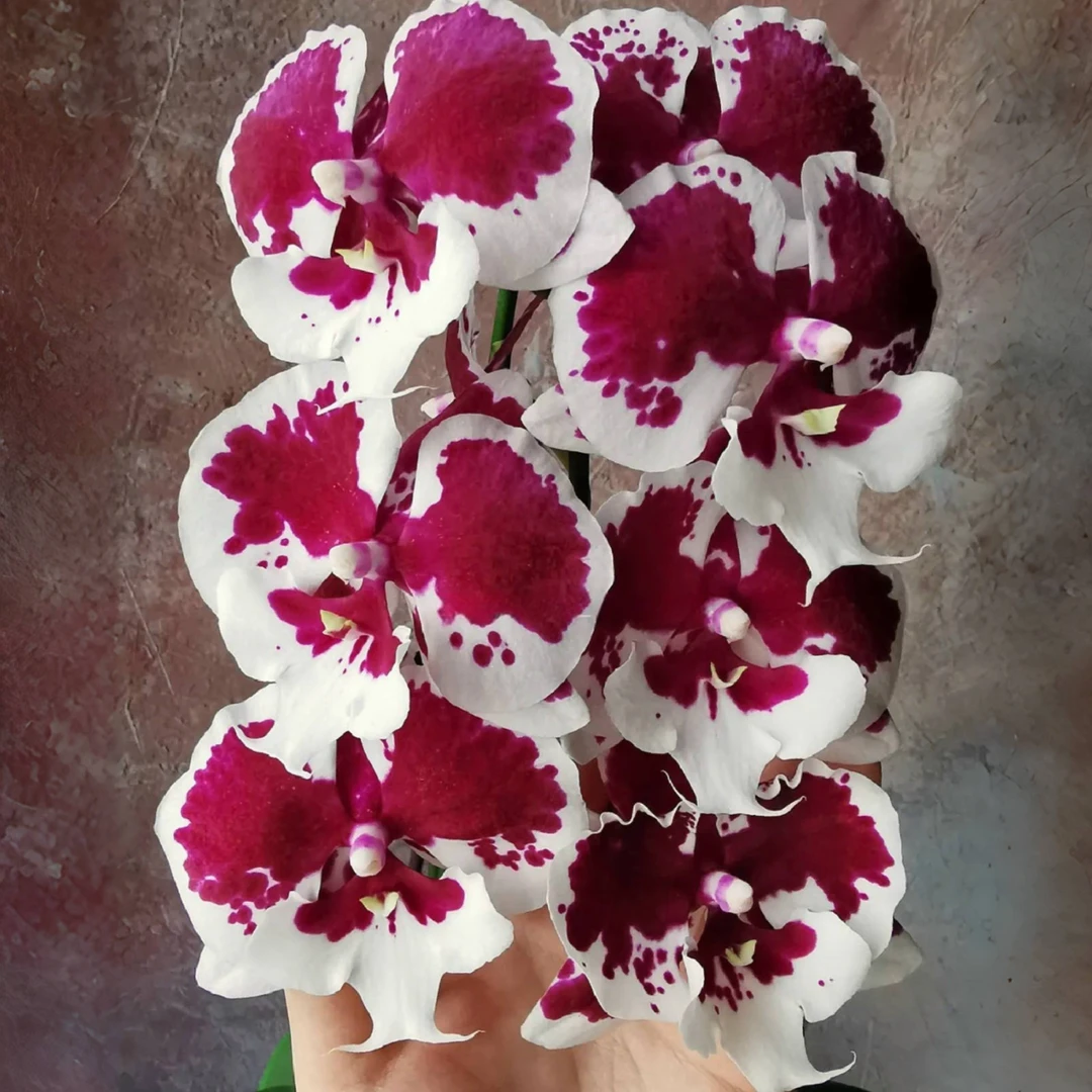 一千零一夜蝴蝶兰盆栽带花苞兰花年宵花四季好养花卉植物室内花卉