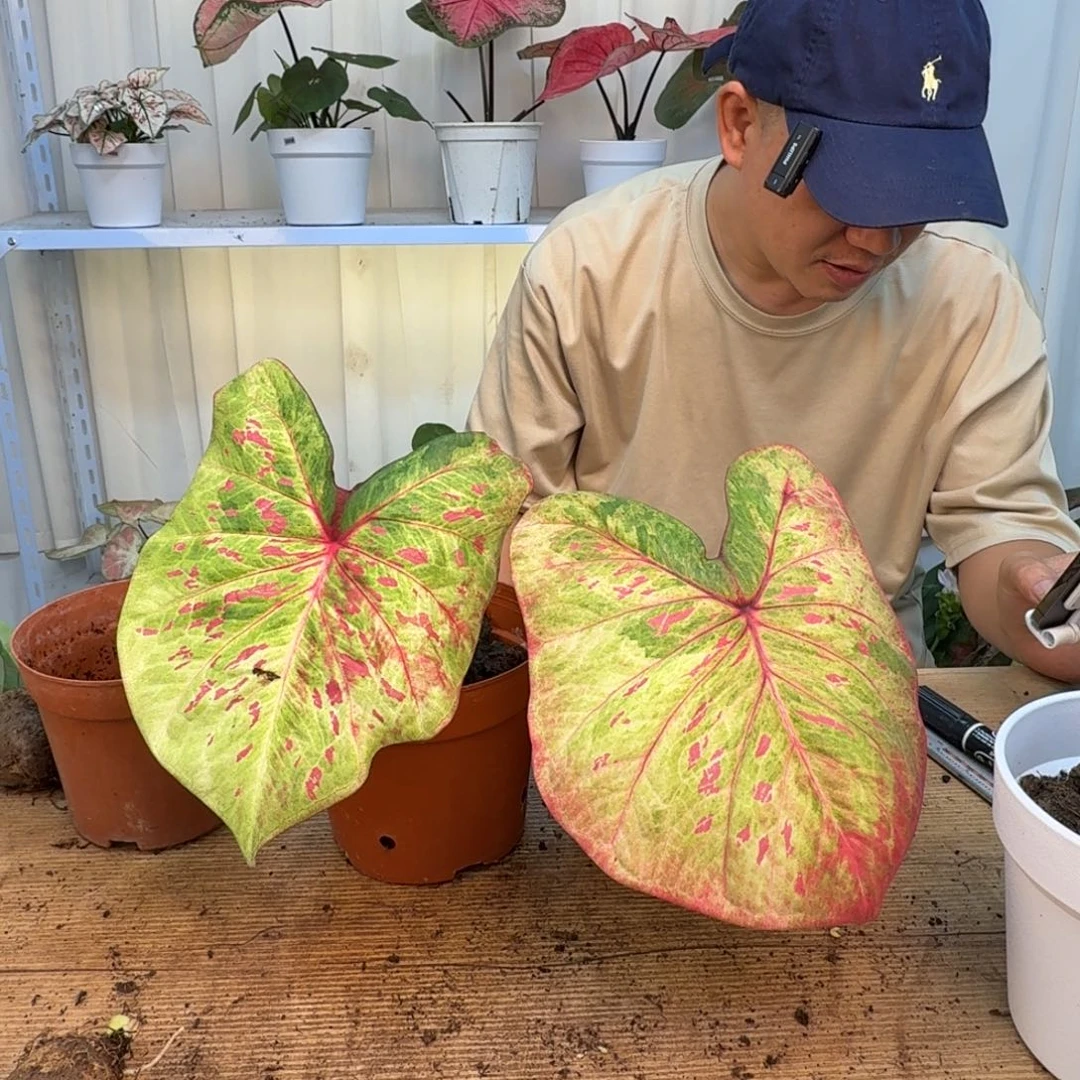 无花朵丹霞球，3公分左右不保叶  0111