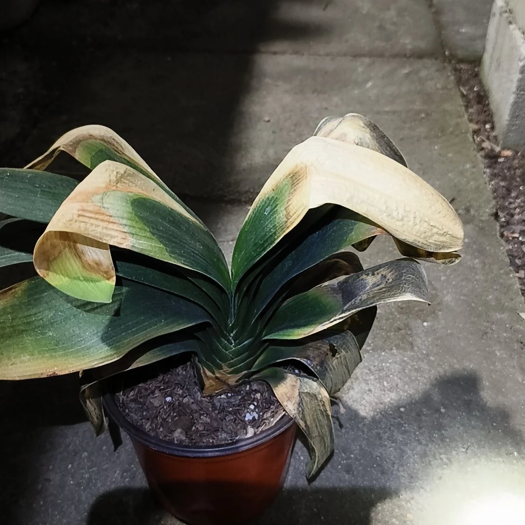 只****完全开放盲盒大苗一颗残叶