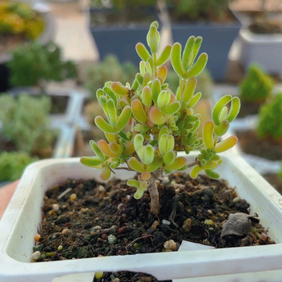 钻石黄化锦461。