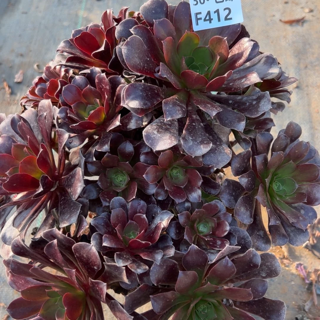 412欧紫多肉法师