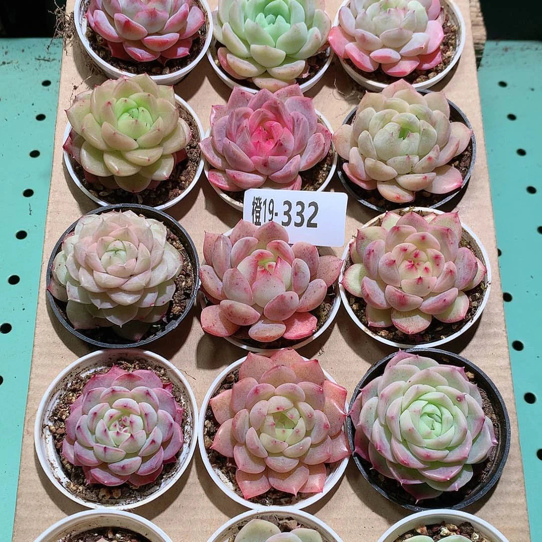 19-332一物一拍带盆18颗