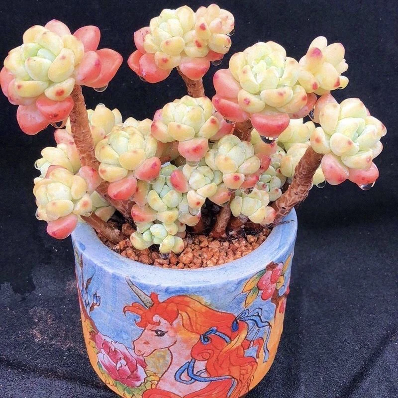 【满 9.9 包邮】罗琦大群带香味多肉植物适合室内阳台净化空气