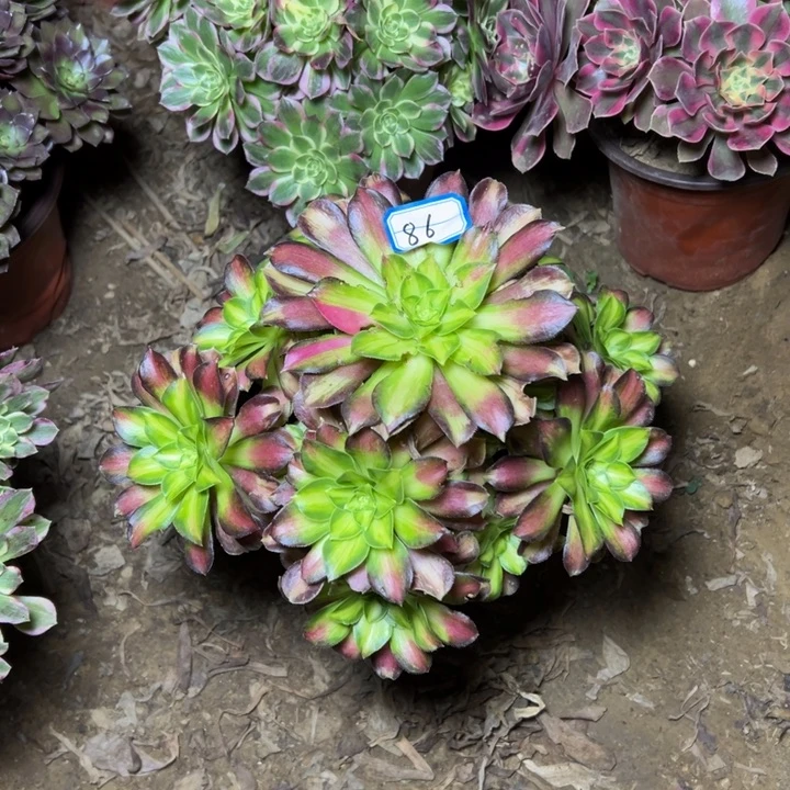 多肉植物绍化法师86