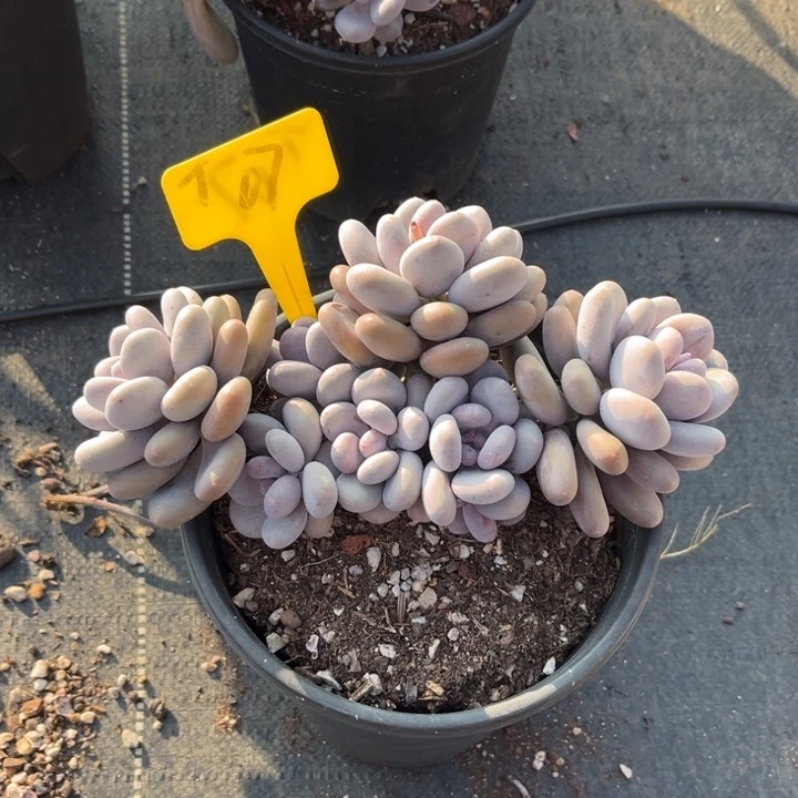 大叶奶多肉植物0 7