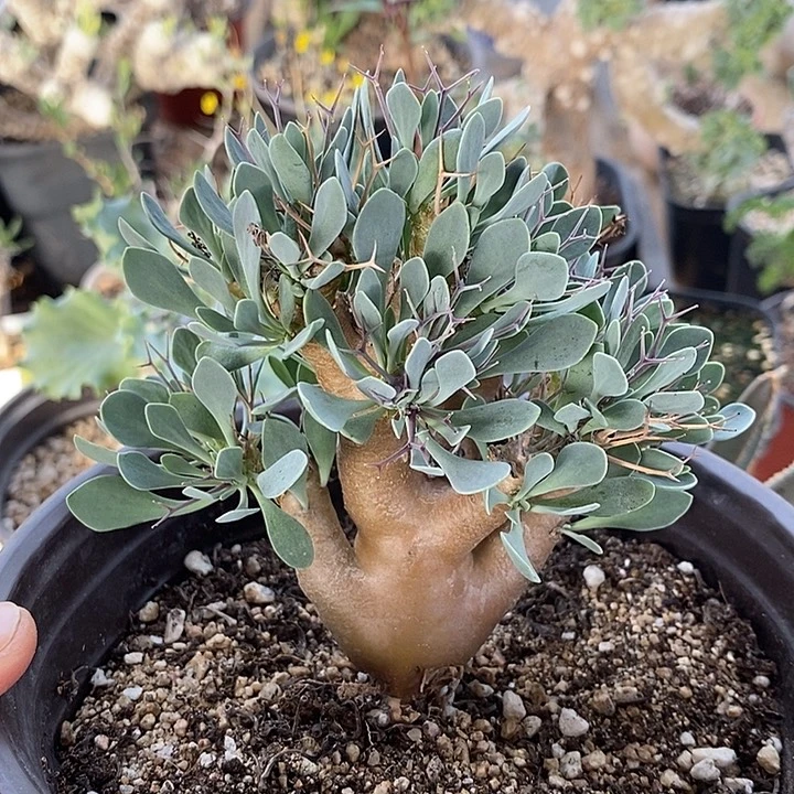286黑鬼殿厚敦菊脱土一一
