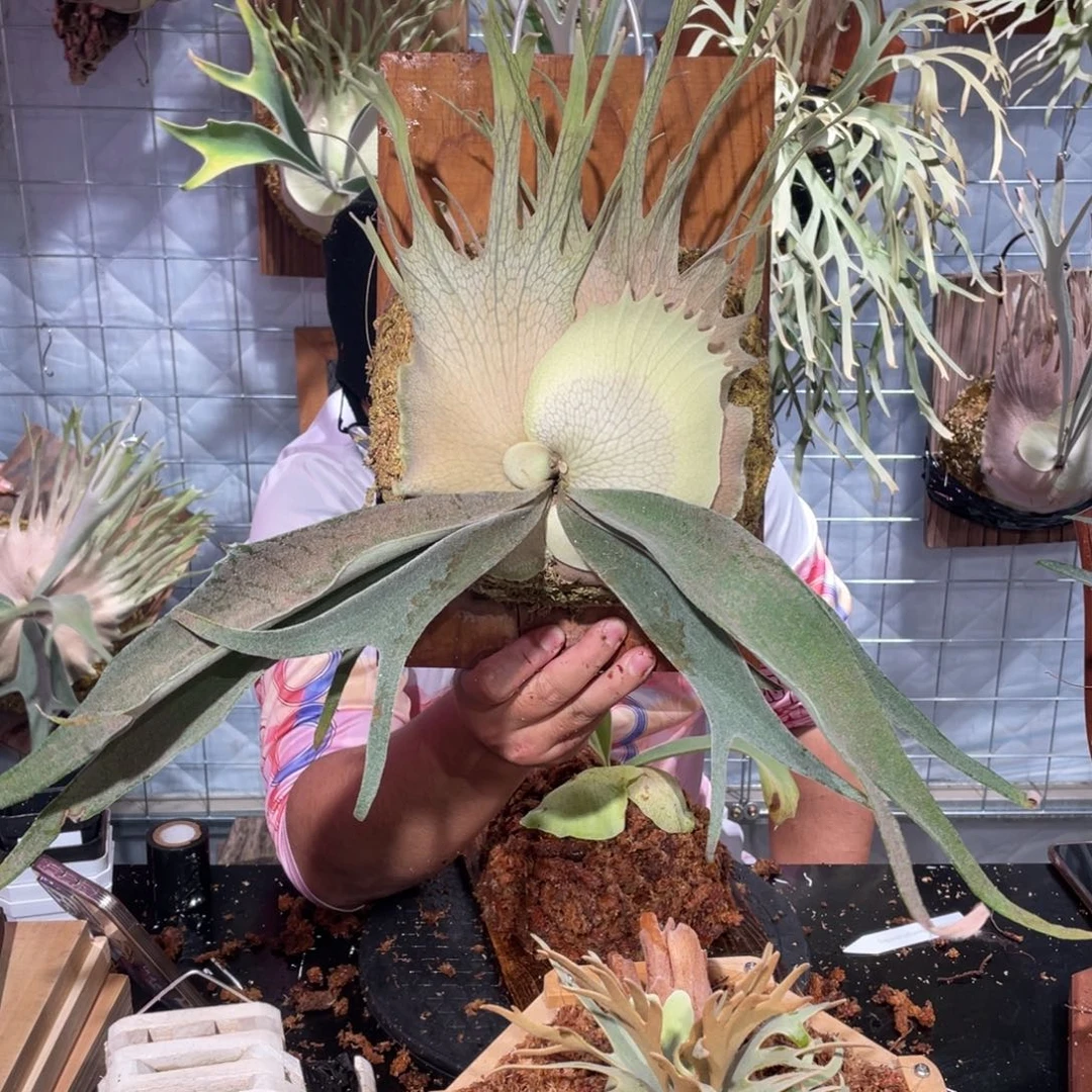 完全开放321鹿角厥11111