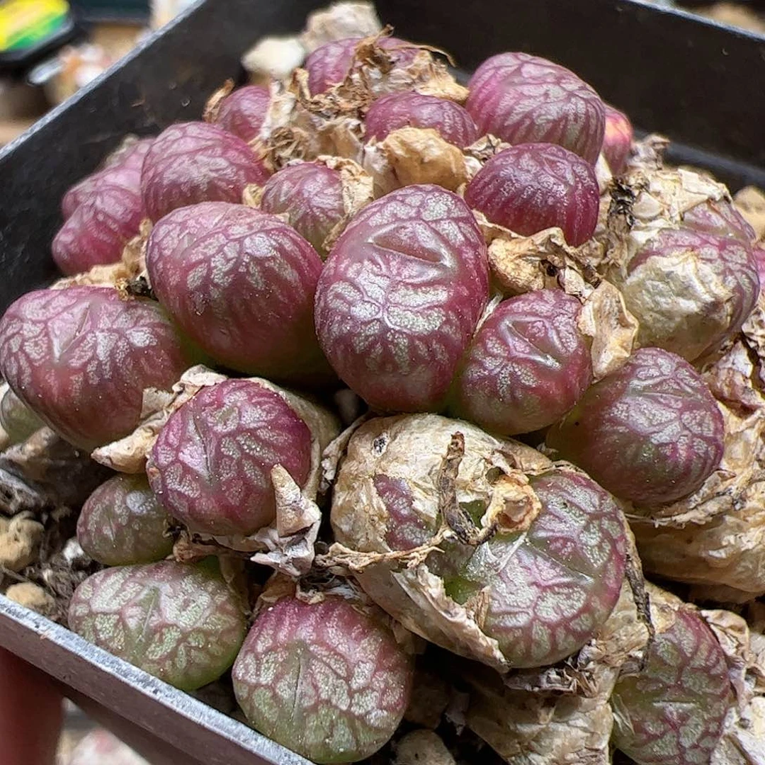 【闪购商品】207 送奶杂