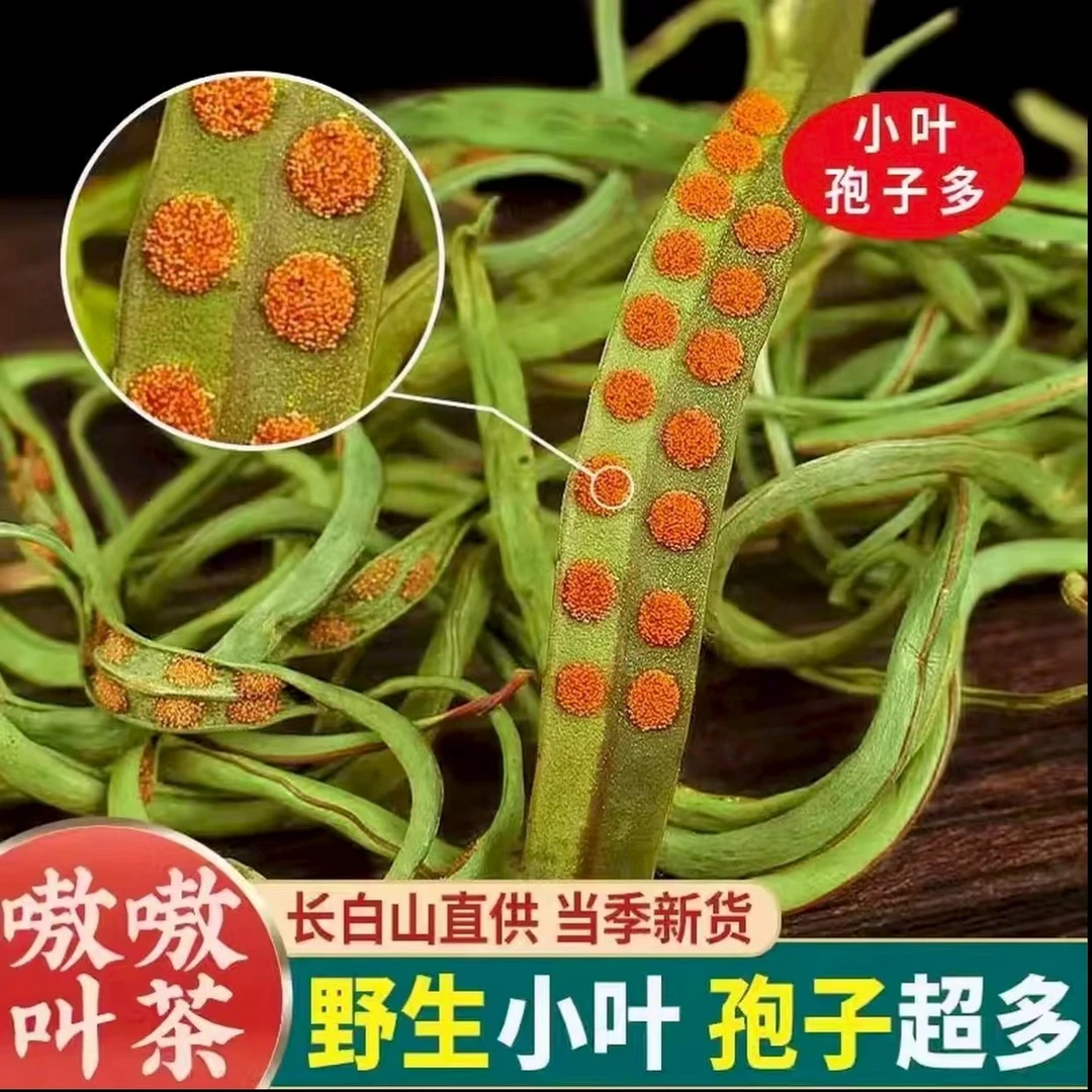【长白山肾精茶】野生肾精茶黄金草嗷嗷叫化石草小叶全母孢子粉【娇】