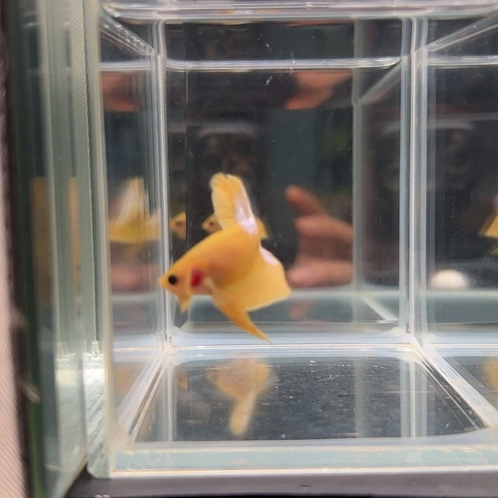 斗鱼一单包邮9日29