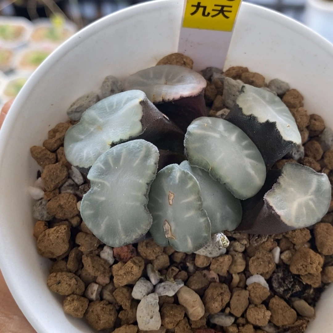 546号盐湖城万象多肉
