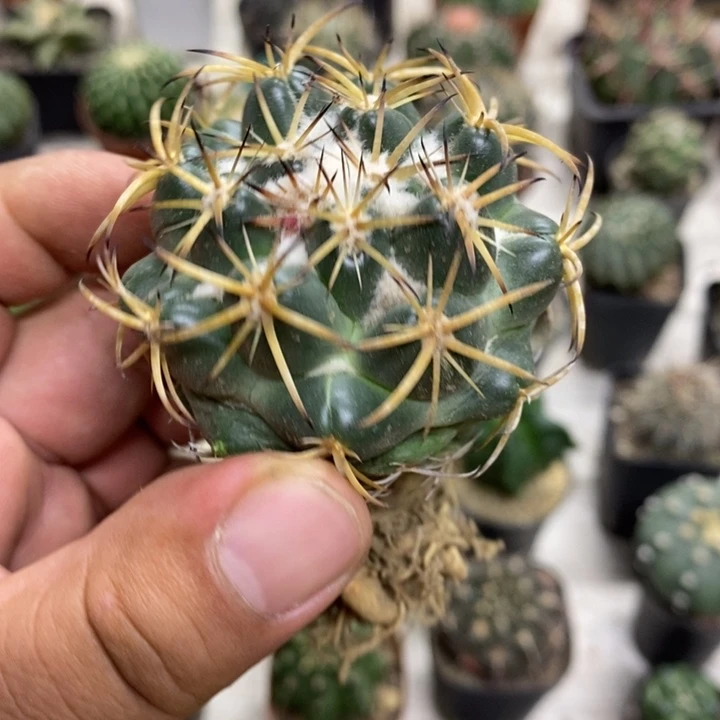 实生天丝象牙特价2