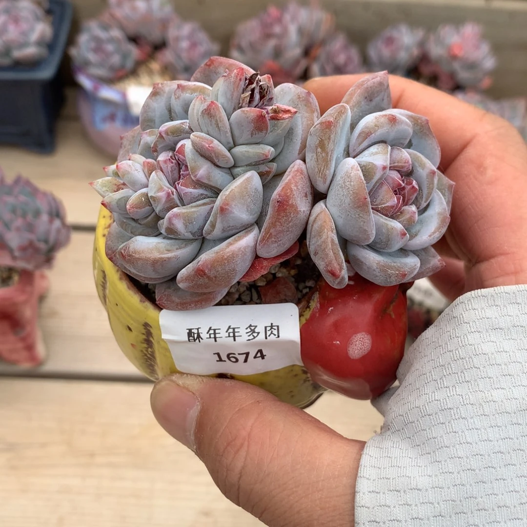 1674石榴籽星影双头7.5厘米