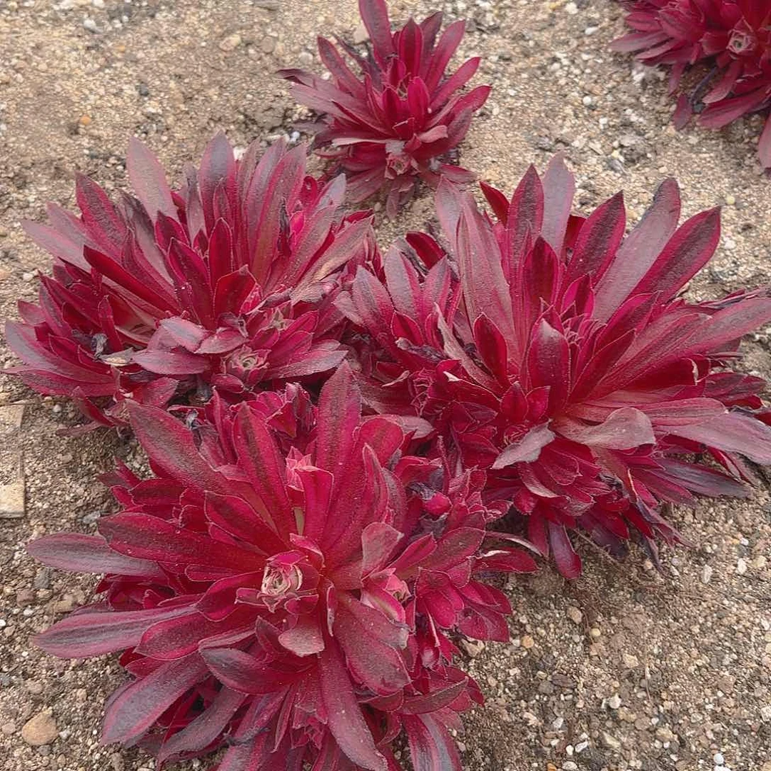 云雀多肉植物三颗