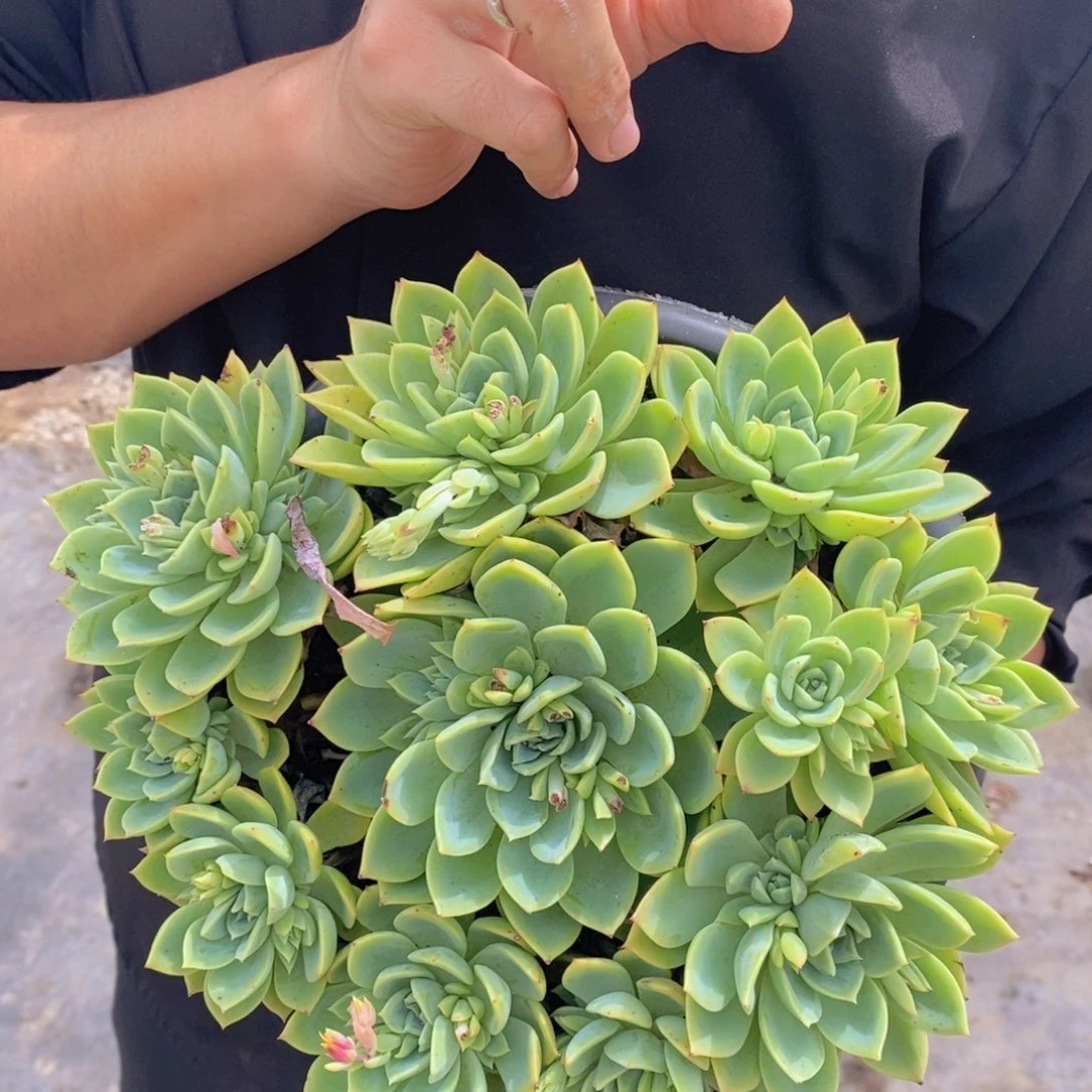 手捧大盆群三色堇一盆