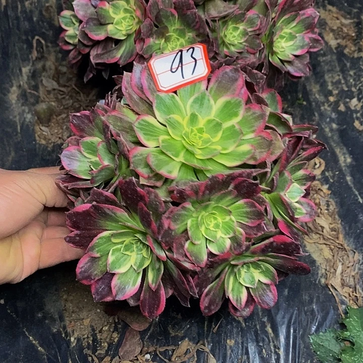 海王老桩捧花93号