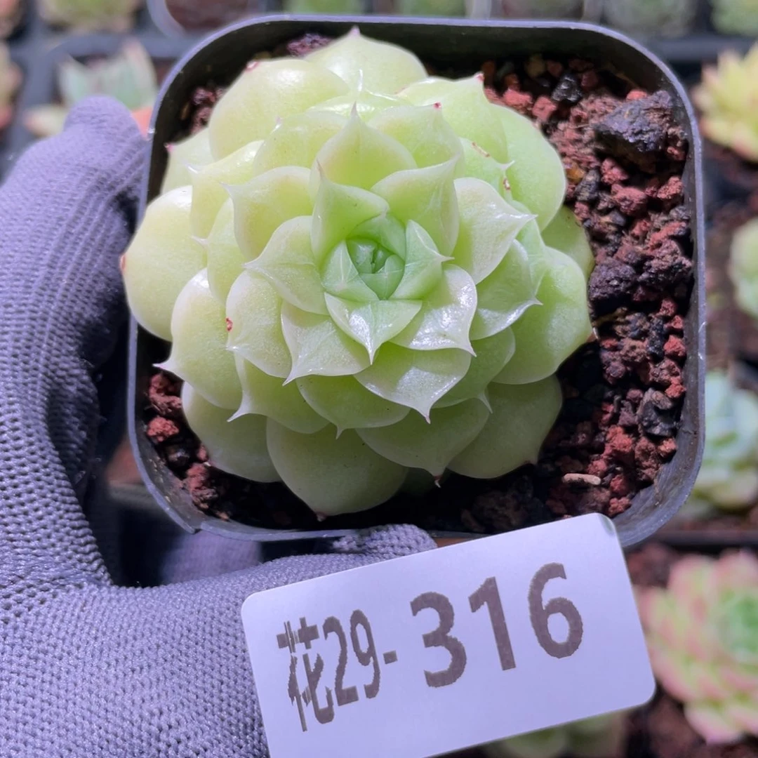 花利美29-316麦秆