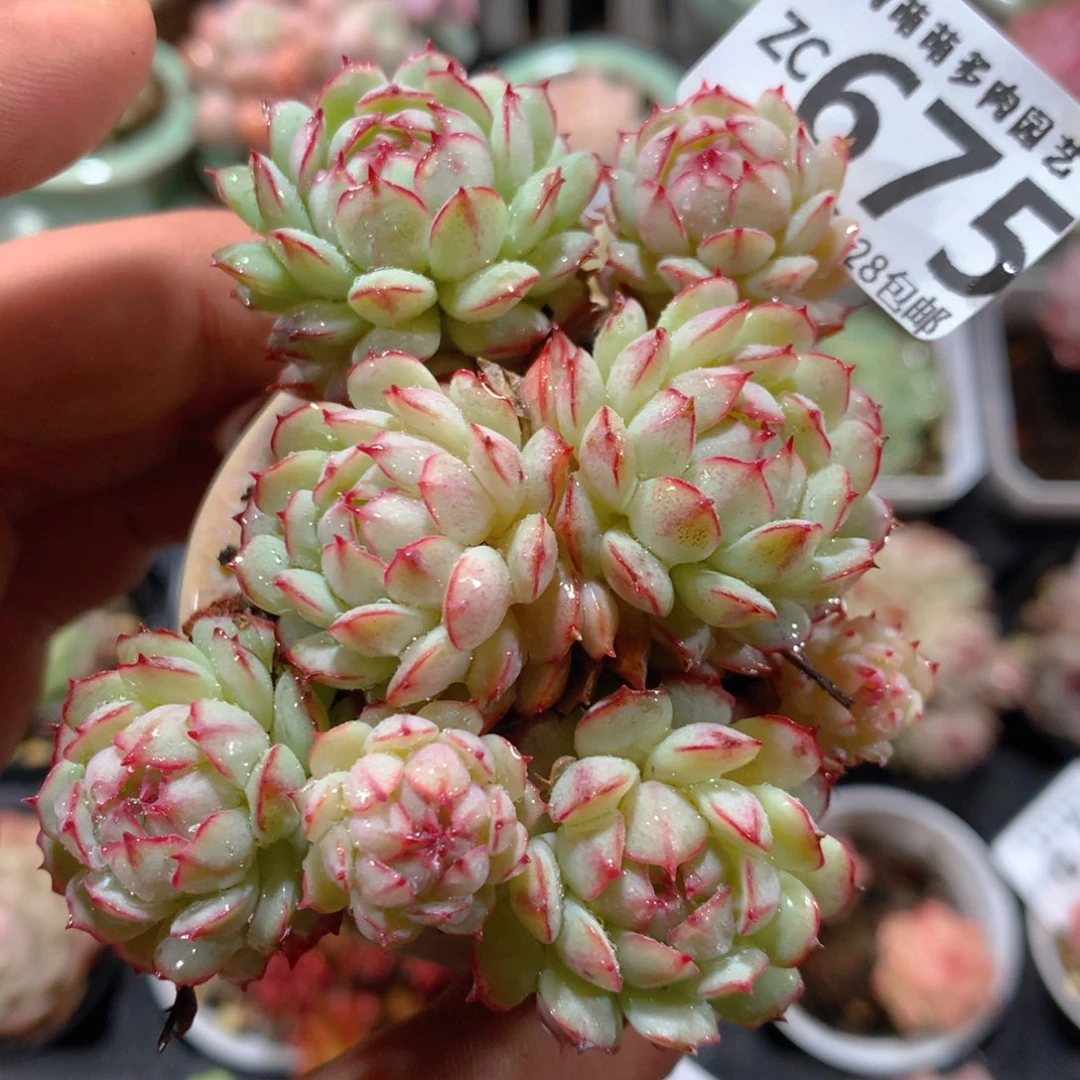 5CM拇指盆精控多肉ZC675