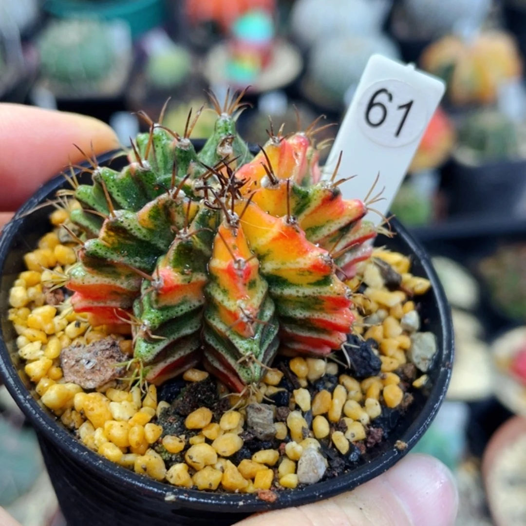 盆5公分满25包邮裸根发货