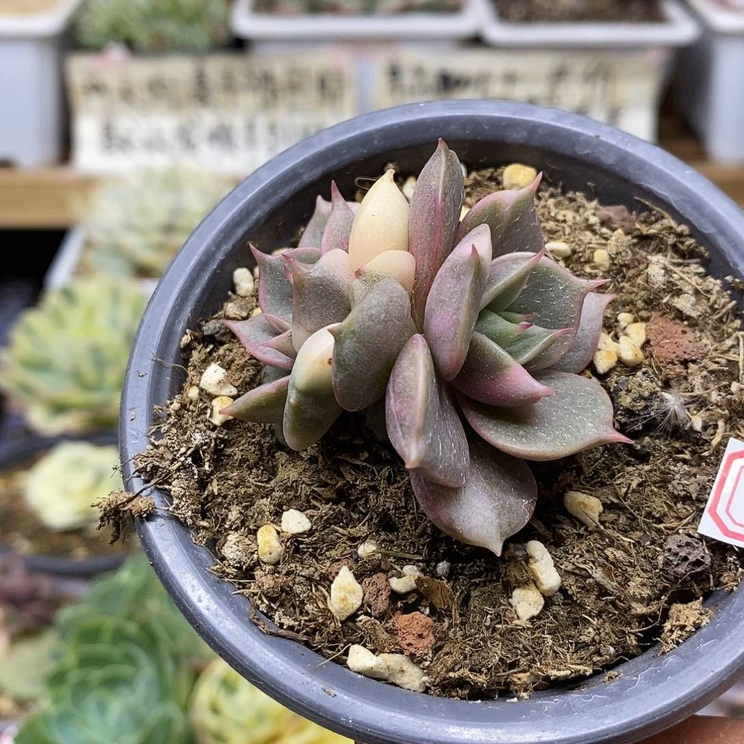 1029 贝加尔湖花脸锦