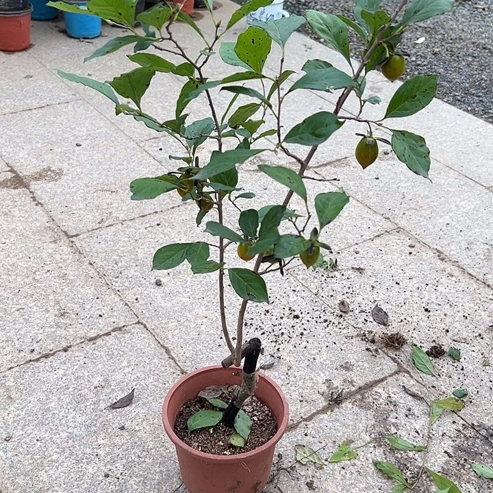 盆***刀无花朵哈哈呼呼呼