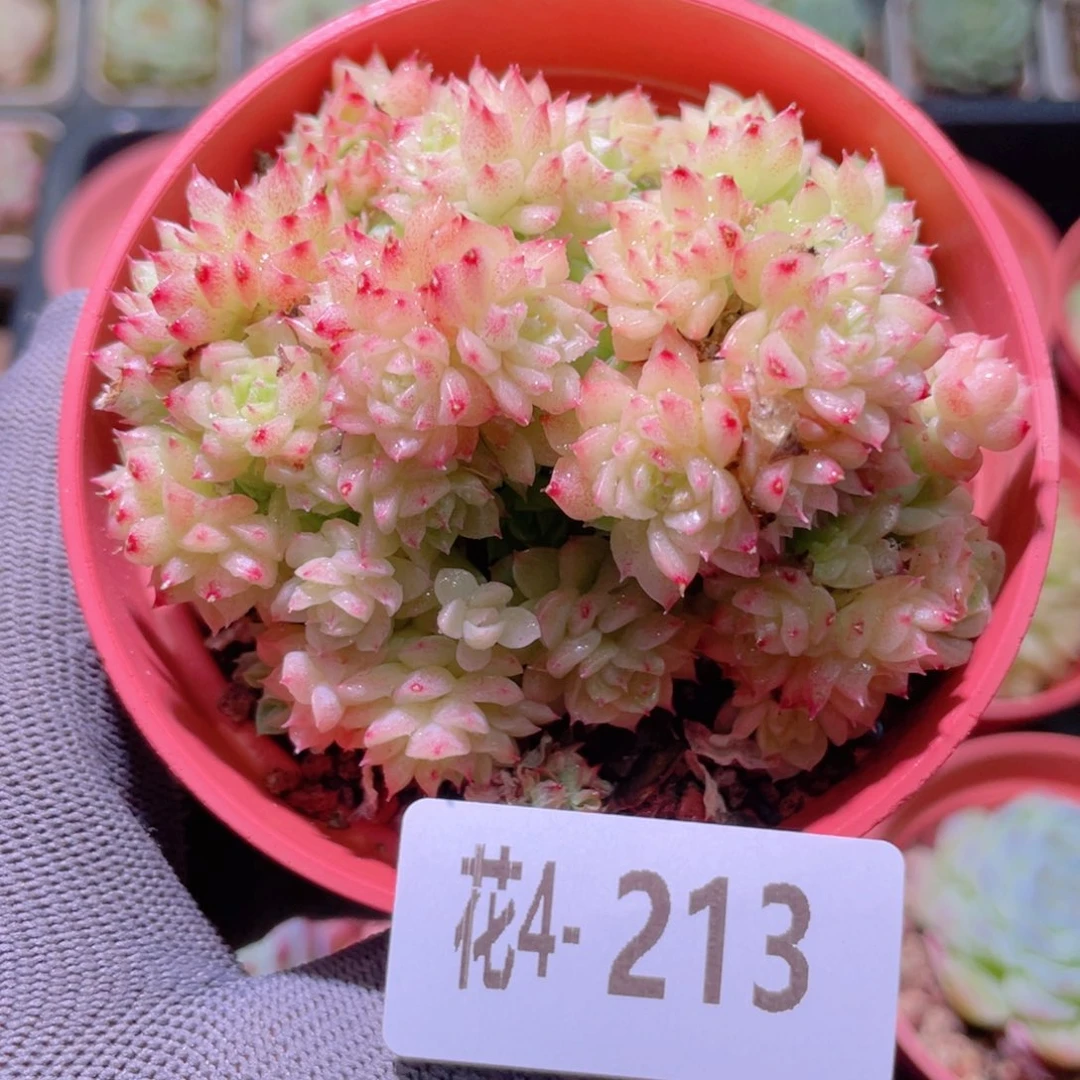 花利美4-213麦秆群