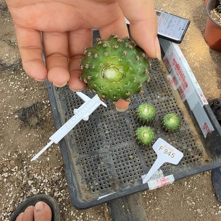 水***工静静无痕侧牙微瑕一物一拍