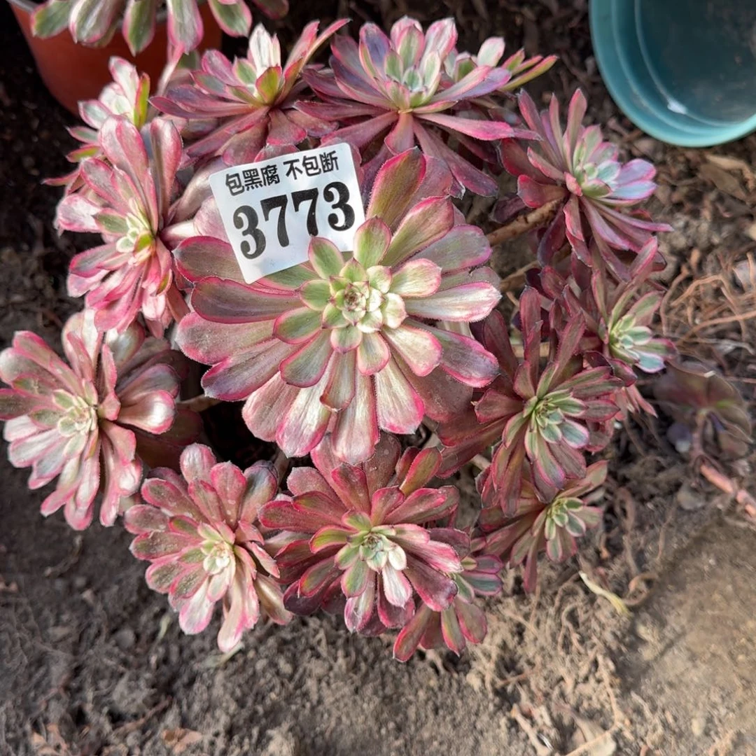 法师紫霞仙子3773 19-13