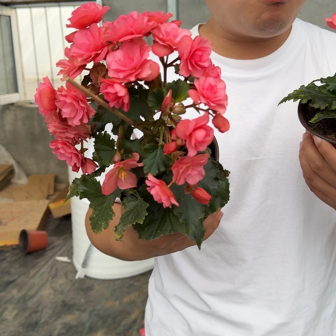 全部花苞福利克洛伊两颗